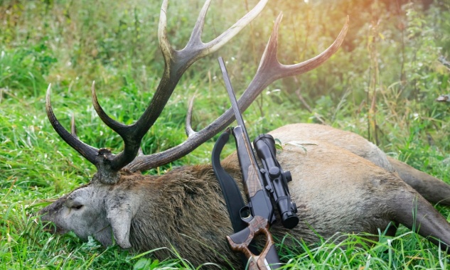 Un cerf tué en pleine propriété privée : la chasse à courre doit cesser !