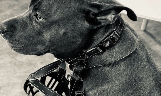 Changer la loi sur les chiens catégorie 2