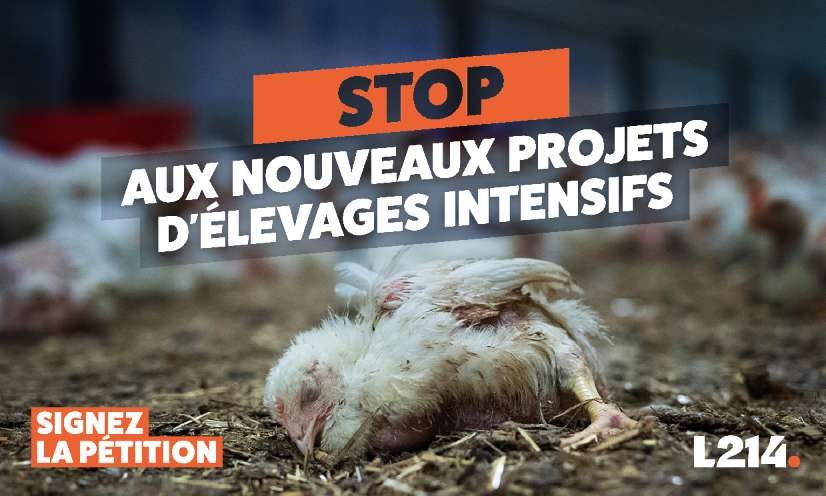 Non à l’installation de nouveaux élevages intensifs en France !