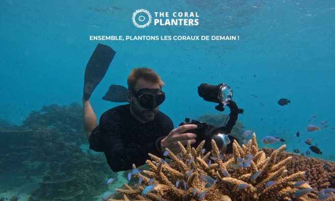 Récifs Coralliens en danger : un écosystème vital pour la planète