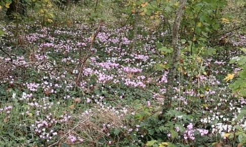 Réguler la vitesse dans ma rue