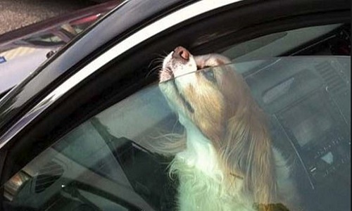 Protéger nos animaux