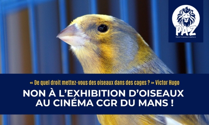 CGR Le Mans, non à l’exhibition d’oiseaux dans une salle de cinéma !