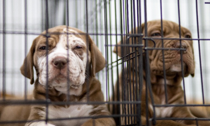 Interdire les bénéfices à la vente des animaux de compagnie (chiens et chats, autres)