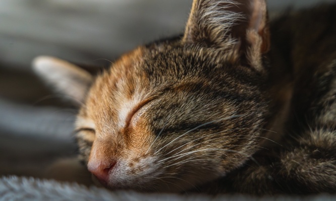 Justice pour Câlin le pauvre chat transpercé par une flèche !