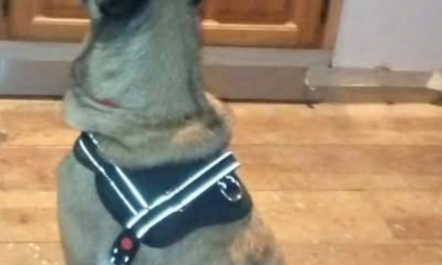 Plainte contre Ingrid Noby Serra (nom Facebook) propri&eacute;taire du chien malinois