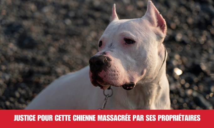 Justice pour cette chienne décapitée à la tronçonneuse