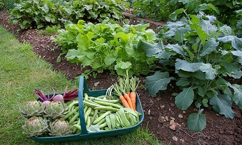 La supression de la taxe sur le potager