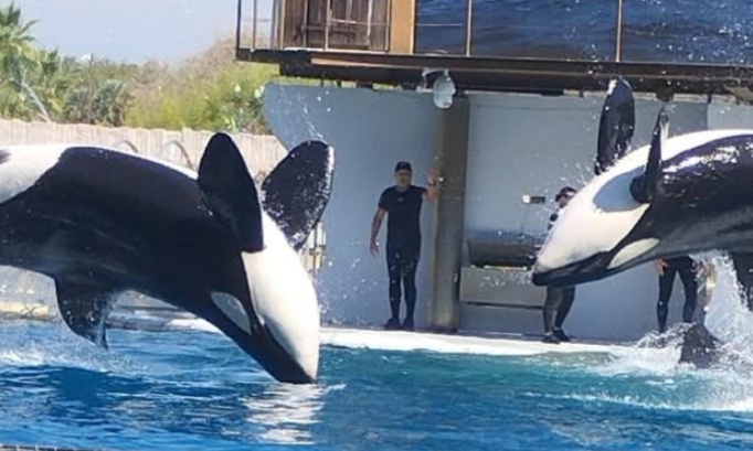 P&eacute;tition tr&egrave;s urgente pour que le gouvernement refuse tous transferts des 4000 animaux narins du parc marineland d entibes pour pr&eacute;server l esp&egrave;ce de la biodiversite pour une r&eacute;ouverture du parc enblematique marineland antibes
