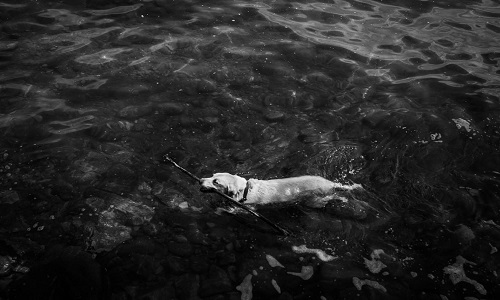 Le droit de baignade des chiens dans les lieux publics