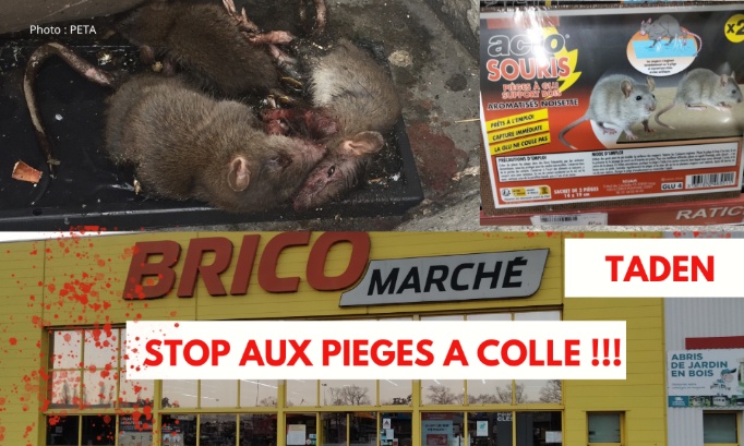 Non aux pièges à colle au Bricomarché de Taden (22) !