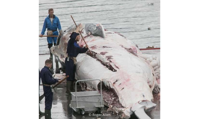 Stop au massacre des baleines en Islande