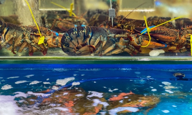 Pour la fin de la commercialisation des crustacés