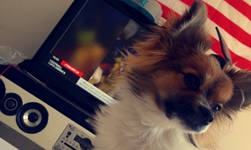 Supression des 3 chiens tueurs