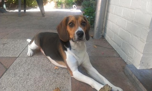 Le retrait des chiens de mes voisins