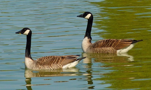Arrêter les massacres des oies Bernaches
