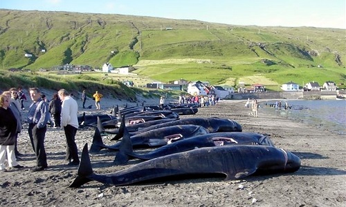 Arrêter le massacre des Dauphins aux îles Féroé