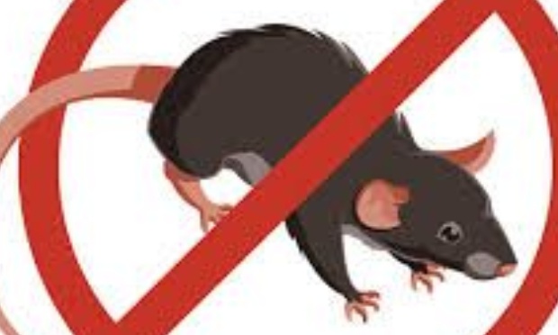 Dératisation des caves Sarthe habitat infectés