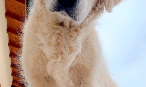 Marion accepte qu&rsquo;on ach&egrave;te un chien !?
