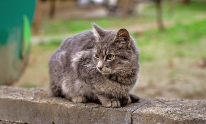 Justice pour le chat martyrisé à Darney !