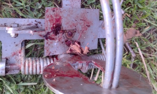 Pièges dangereux, pour le droit des habitants d'une commune à choisir s'ils acceptent le piégeage ou refusent