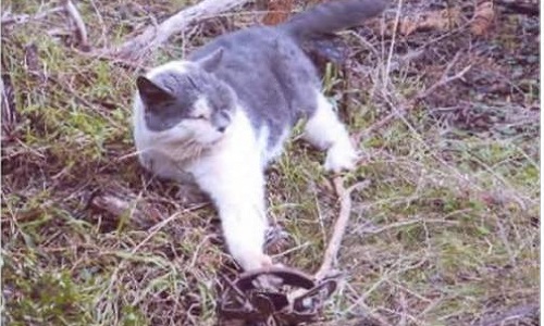 Arrestation des assassins du groupe Cat Busters