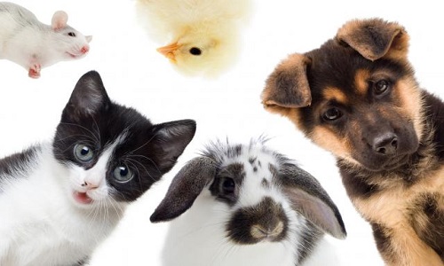 Création d'une Brigade d'Intervention Animale