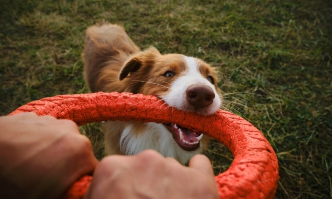 Pour des espaces verts pour les chiens à Rueil-Malmaison (92500)