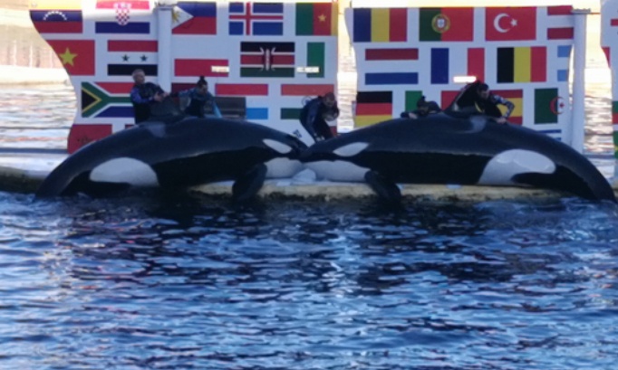 Non &agrave; l otorisation des transferts dauphins orques otaries phoques et autres c&eacute;tac&eacute;s autres animaux si les otorites acceptent les transferts c est ill&eacute;gal de la loi du bien &ecirc;tre animal si les otorites acceptent les transferts la maltraitence va commencer