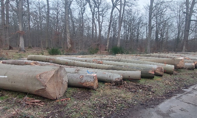 Les Bois et Forêts d'Île-de-France en danger Sauvons nos poumons verts