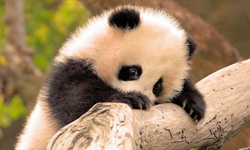 Arrêter la maltraitance des animaux