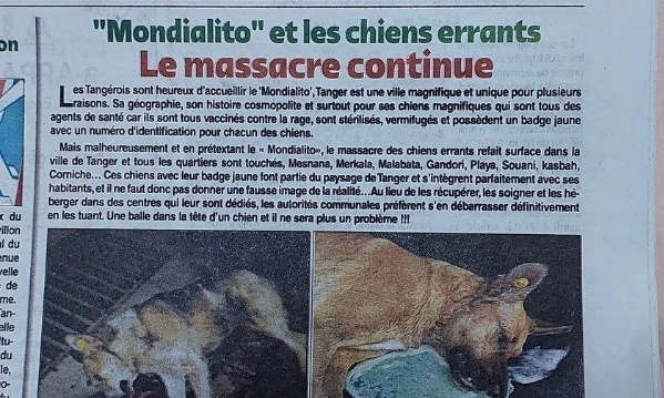 Urgence ! Chiens abandonnés en détresse et coup de gueule contre le silence d'associations du Maroc