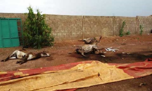 L'arrêt immédiat du génocide des ânes