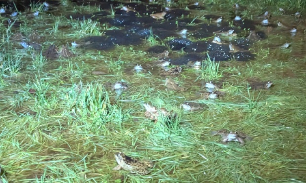 Laisser la marre aux Gaspards de Rouelles  !!!????⚜️