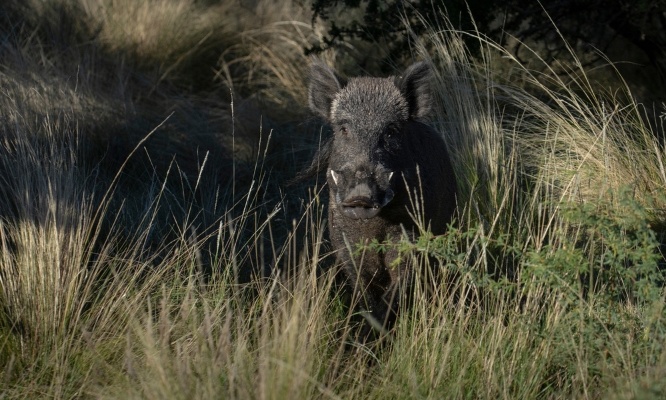 Pour l'annulation de la battue dans le Bois Cassé de Bois d'Arcy le 31 mars