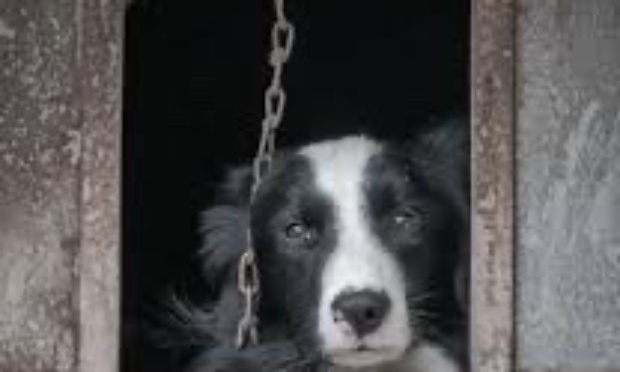 Sos chiens du Maroc