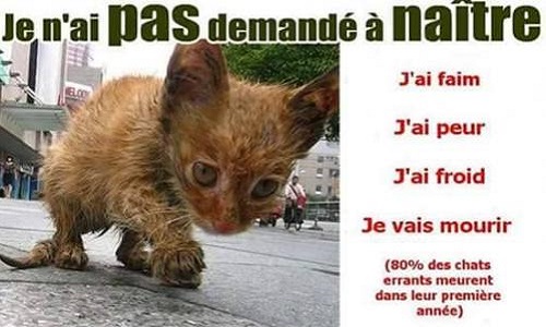 La mise en place d'une campagne de stérilisation pour les chats errants