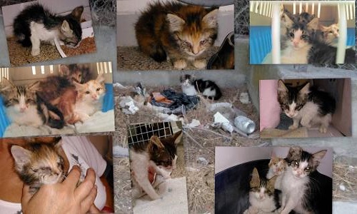 Des stérilisations illimitées pour nos chats errants