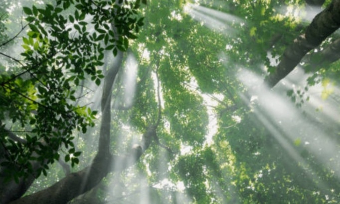 Tous pour la protection de la nature : utilisons les arbres pour vivre