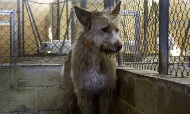 Il est temps d’agir : Pour des lois plus strictes contre la maltraitance animale