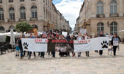Stop aux tirs sur les loups !