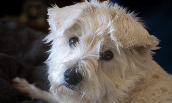 Justice pour Tywinn, le chien noyé dans un aéroport !