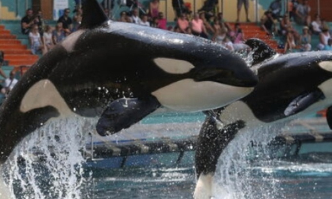 Pour le sauvetage du Marineland parc embl&eacute;matique 1970 dans le monde narins dauphins otaries orques phoques requins pingouins manchots et autres c&eacute;tac&eacute;s et autres animaux narins