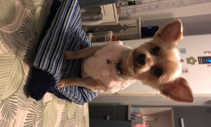 Pour pr&eacute;venir des attaques des chiens errants et dangereux non tenus en laisse non musel&eacute;s