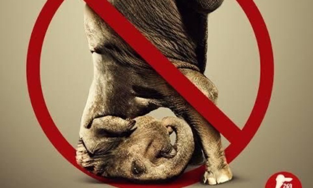 Pétition pour interdire les animaux sauvages aux cirques