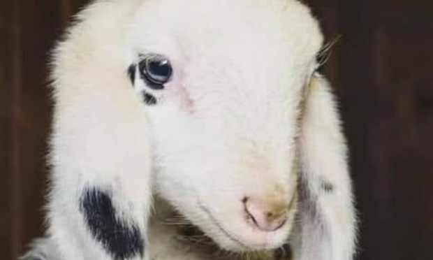 Arrêtons de  sacrifier ces bébés animaux pour Pâques !