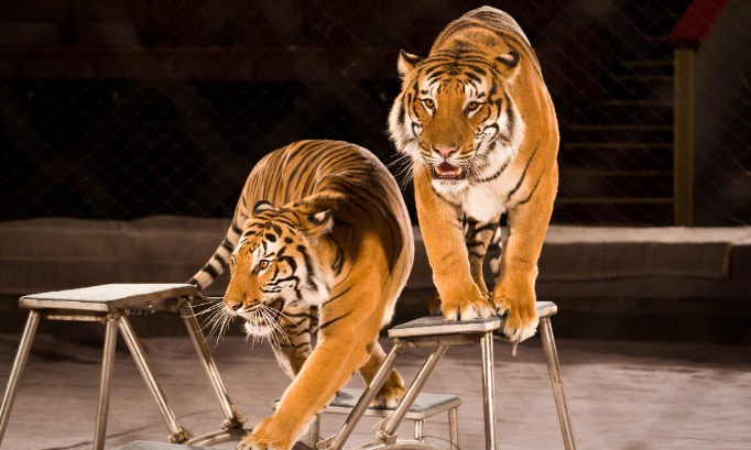 Agissez pour le bien-être des animaux de cirque avant 2028 !