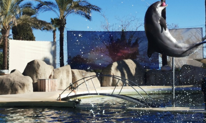 Petition importante pour la pr&eacute;servation de marineland et le bien-&ecirc;tre des animaux