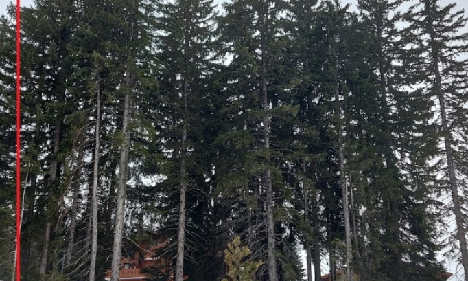 Stop à l'abattage des arbres