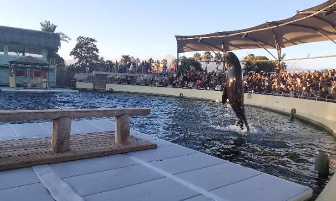 Pour que le gouvernement ne valide pas les transferts des cétacés du Marineland